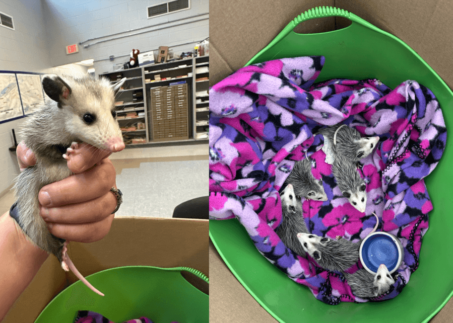 6 baby opossums found during search warrant in Dayton