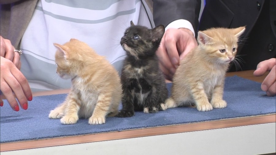 Humane Society to host puppy and kitten shower event