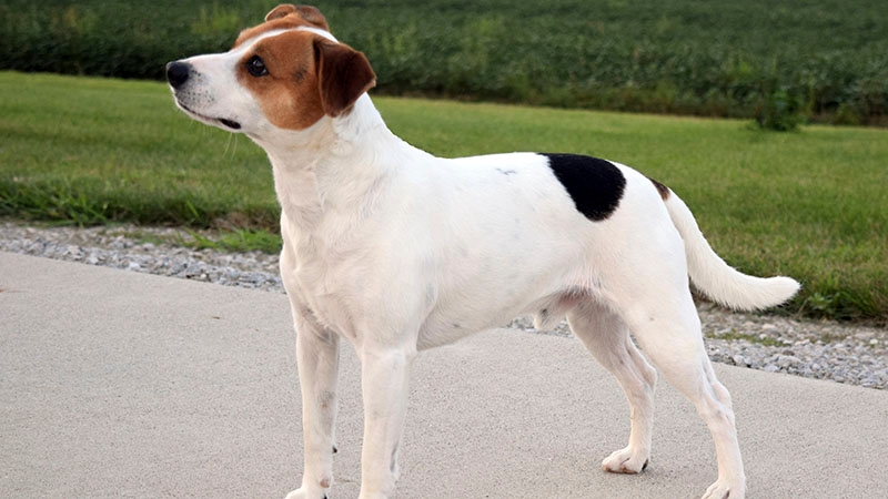 Humane Society at full capacity; offering $100 off dog adoption fees