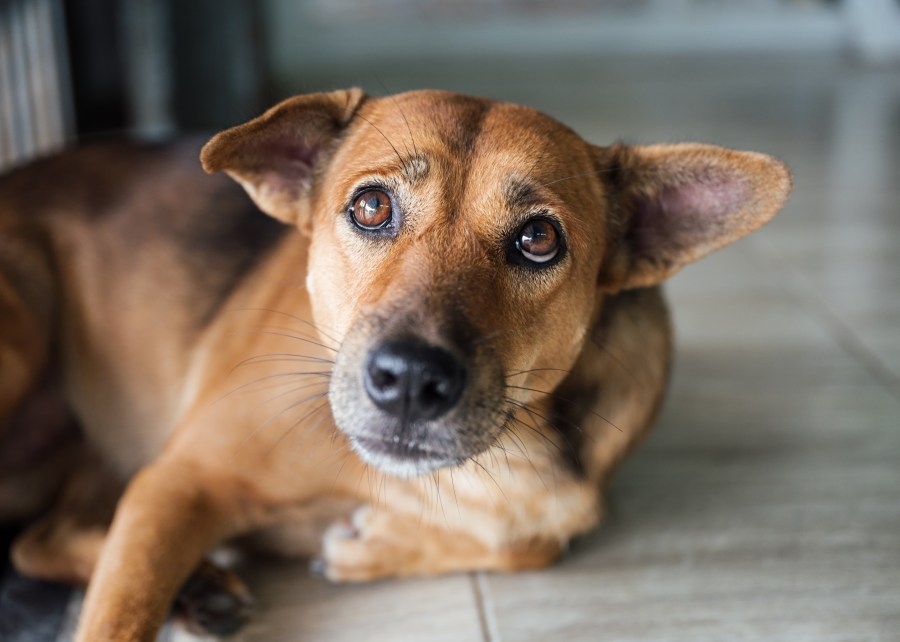 Dog shelter closed through weekend due to animal illness