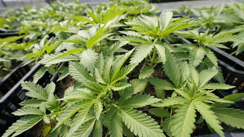 Founder of DC marijuana dispensary pleads guilty to over $1.2M in federal tax evasion