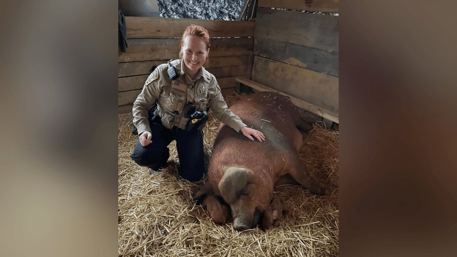 ‘Snout or never': Stafford County deputy helps 400-pound pig give birth