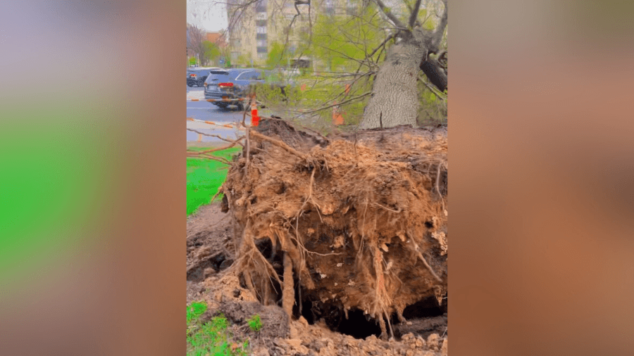 Falling tree nearly hits professional cellist in Northwest DC