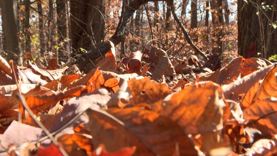 Virginia's statewide burn restrictions to take effect