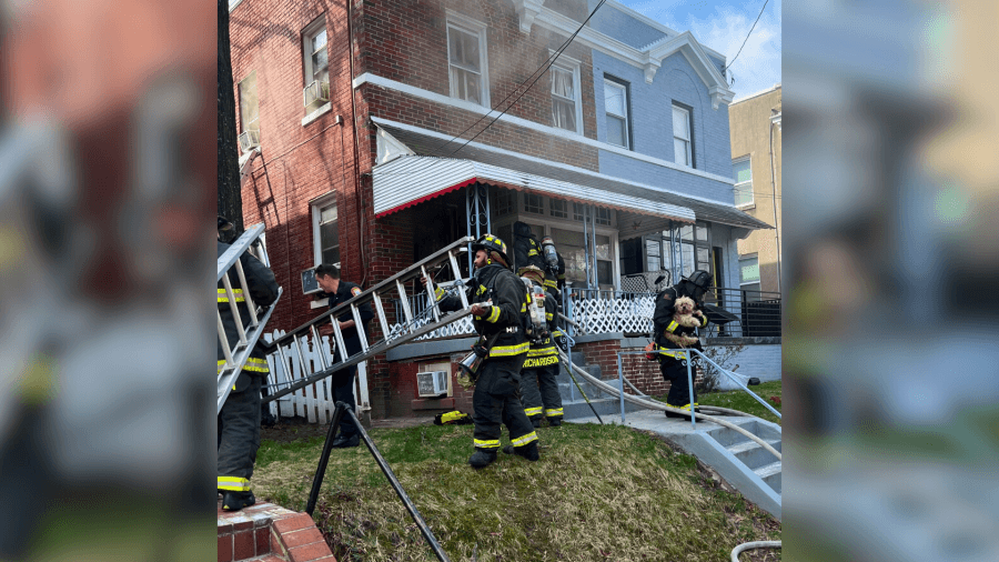 WATCH: Several puppies rescued in Northwest DC house fire