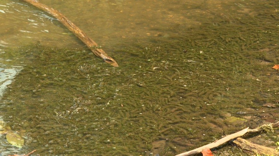 Harmful algae bloom reported at Burke Lake Park; people asked to avoid water
