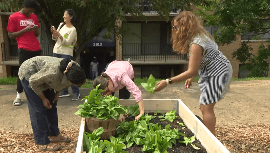 Urban farm opens in DC's Ward 8 giving families access to fresh produce