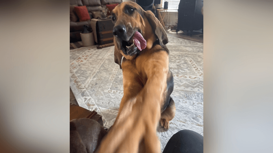 Bowie police celebrates K-9 Bailey's retirement