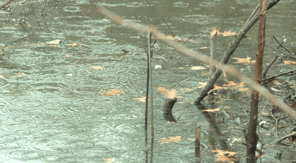 Residents trying to save ‘Wally the Beaver' in Kingstowne Lake
