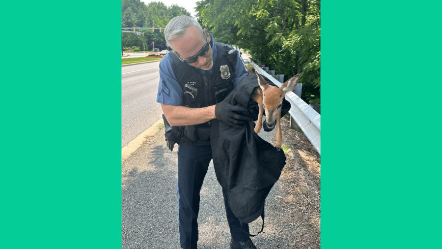 Anne Arundel County officers rescue baby deer from roadway