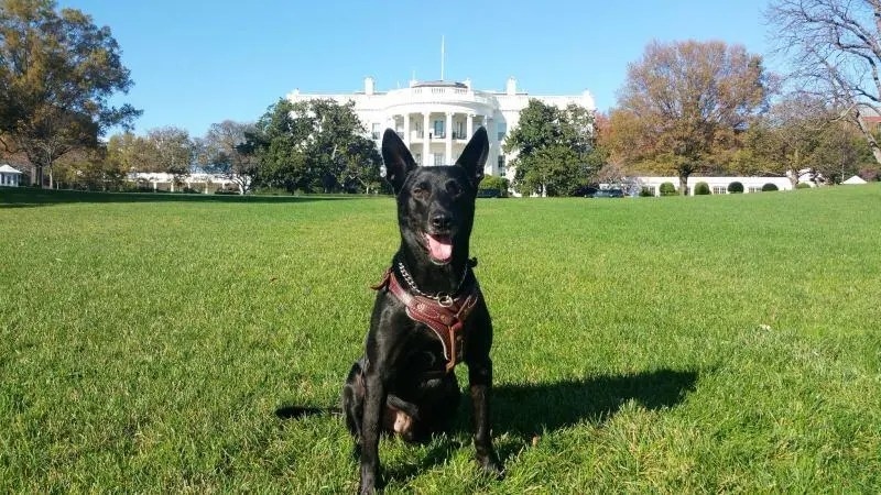 ‘His legacy of courage and loyalty will live on': Most decorated K-9 in US history dies