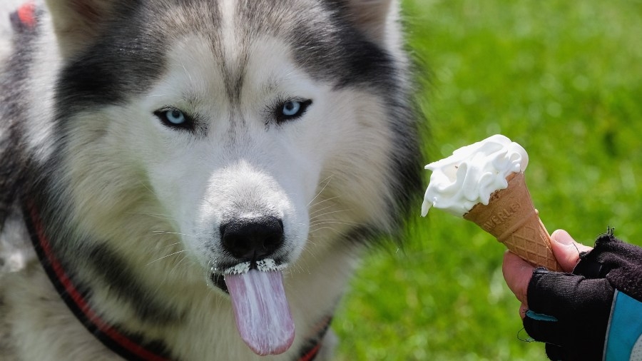 Loudoun County animal shelter offering fun, interactive frozen summer activity