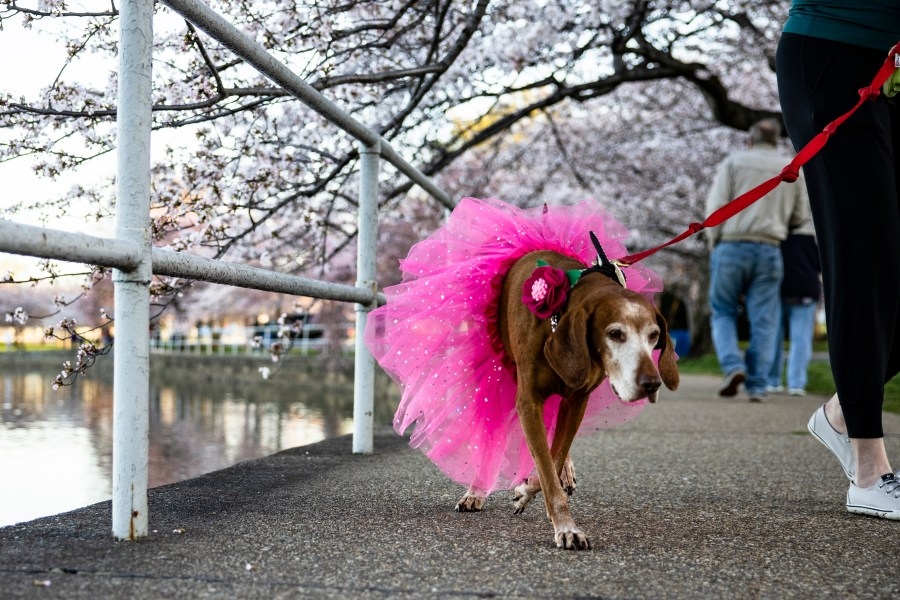 Dozens of road closures, traffic changes ahead of Cherry Blossom Parade