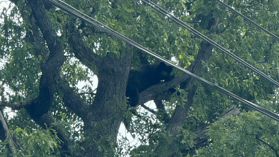 Black bear spotted in Langley Park area on Memorial Day