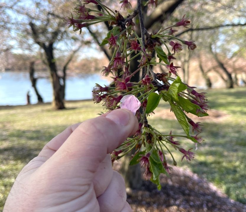 Peak bloom cut short for Tidal Basin cherry blossoms due to DC storm