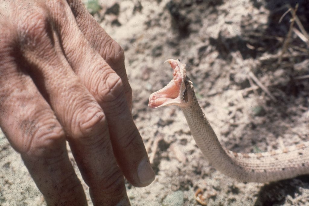 A self-taught snake expert's 200 snake bites may lead to a universal ‘cure' for snake venom