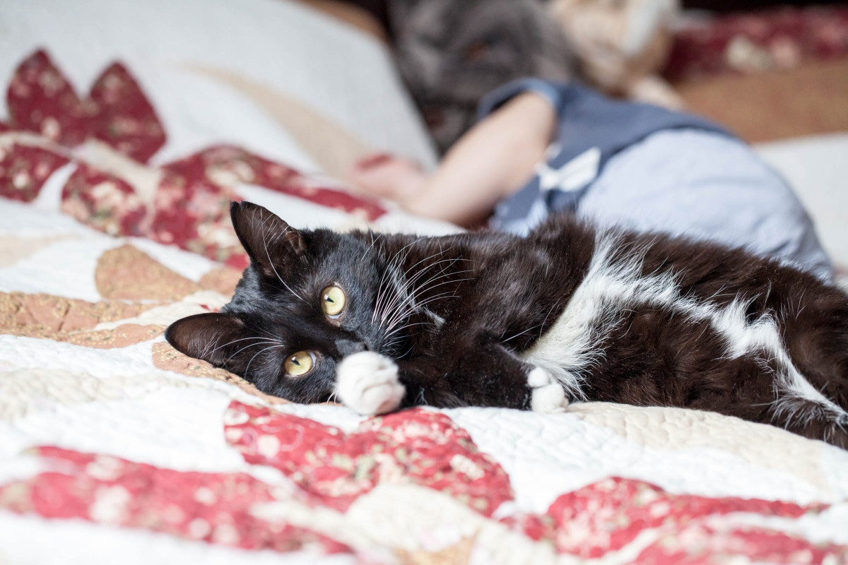 Toddler Draws Picture Of Tuxedo Cat and the Resemblance Is Adorably Spot-On