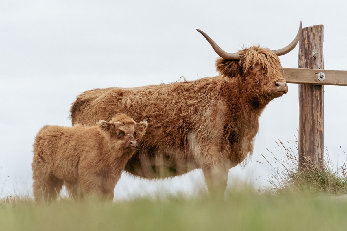Bird Flu Jumped to Dairy Cows and Mutated Without Anyone Noticing for Months—Here's What Parents Need to Know