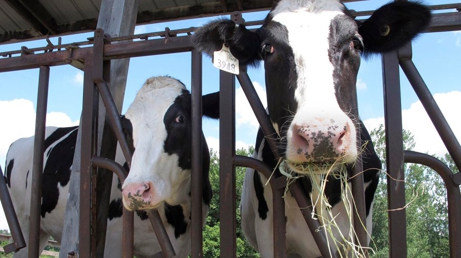 Dairy industry pledges to remove artificial colors in school meals