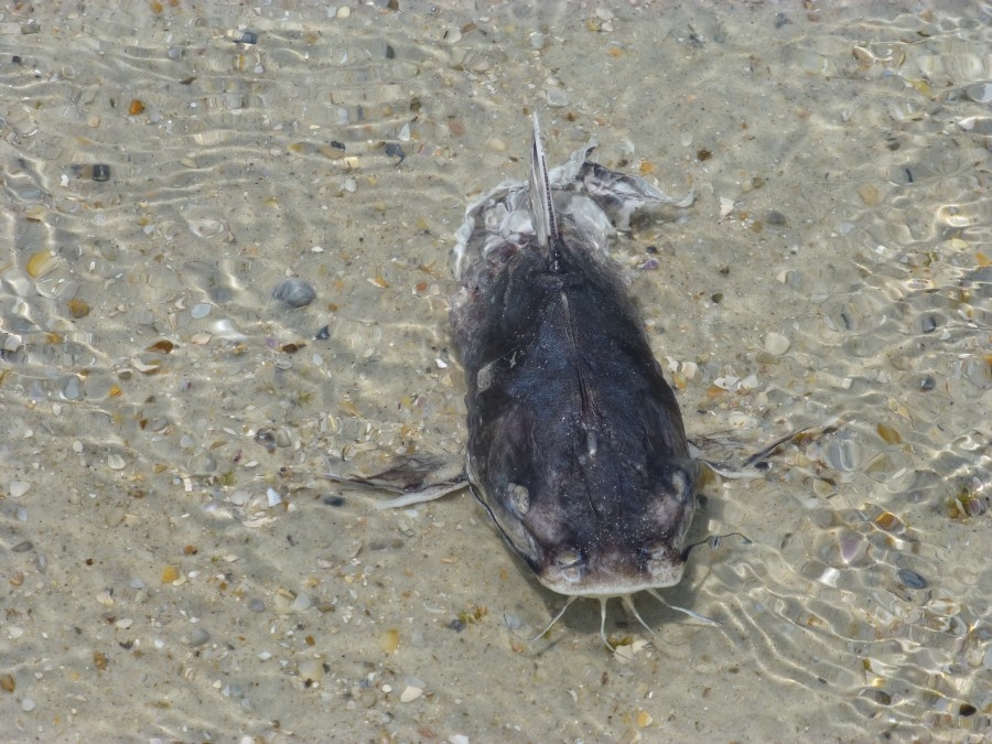King Kat Catfishing Tournament coming to Vanderburgh County
