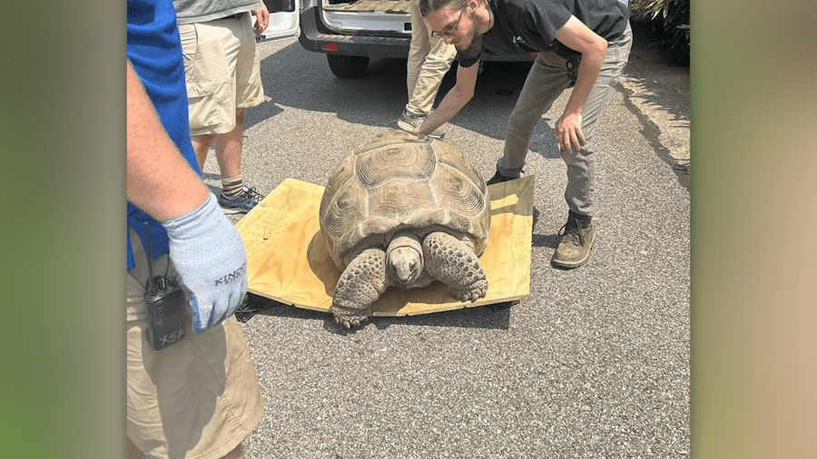 Mesker Park Zoo puts its tortoises on display
