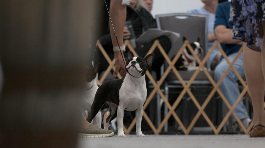 Boston Terriers compete for top spot ahead of derby weekend
