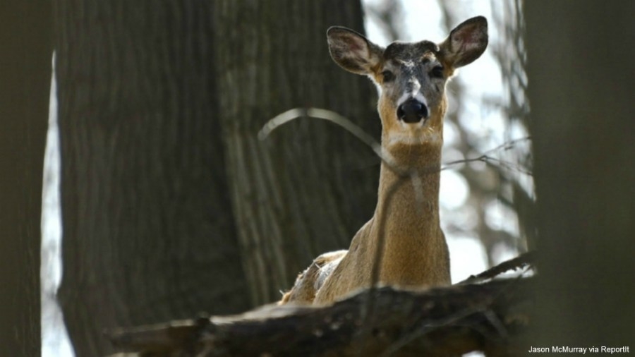 Second positive case of CWD confirmed in Posey County