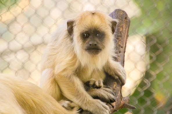 Mesker Park Zoo welcomes new baby howler monkey