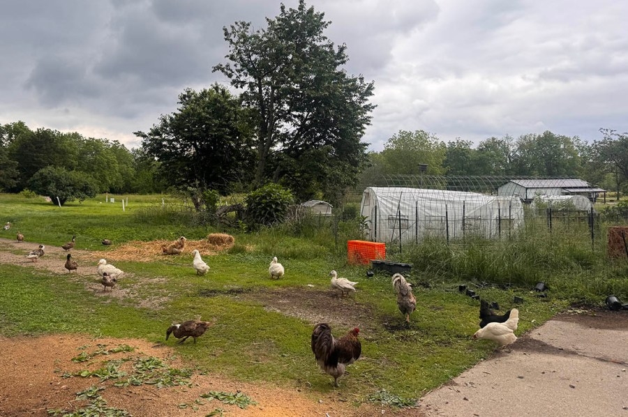 Illinois ‘chicken bill' aims to boost small poultry farms, expand access to their products