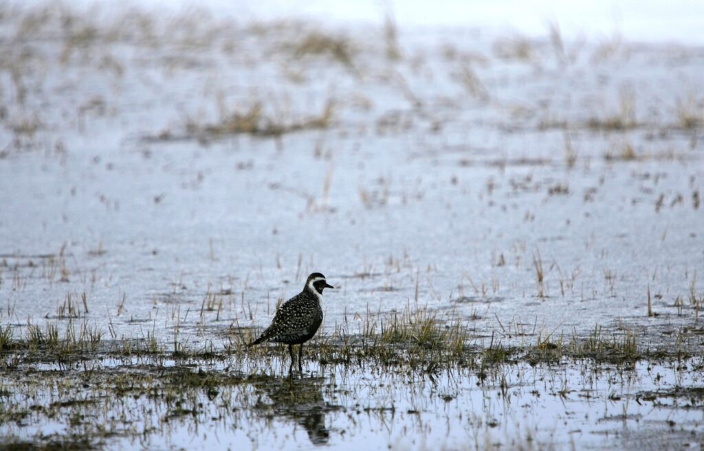 EPA, Army to hold WV listening sessions for changes to Clean Water Act impacting wetland protections