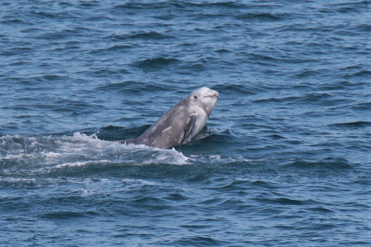 Boat owner caught on camera chasing pregnant rare dolphin