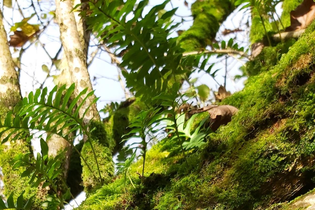 Rare species being reintroduced to ancient Pembrokeshire woodland
