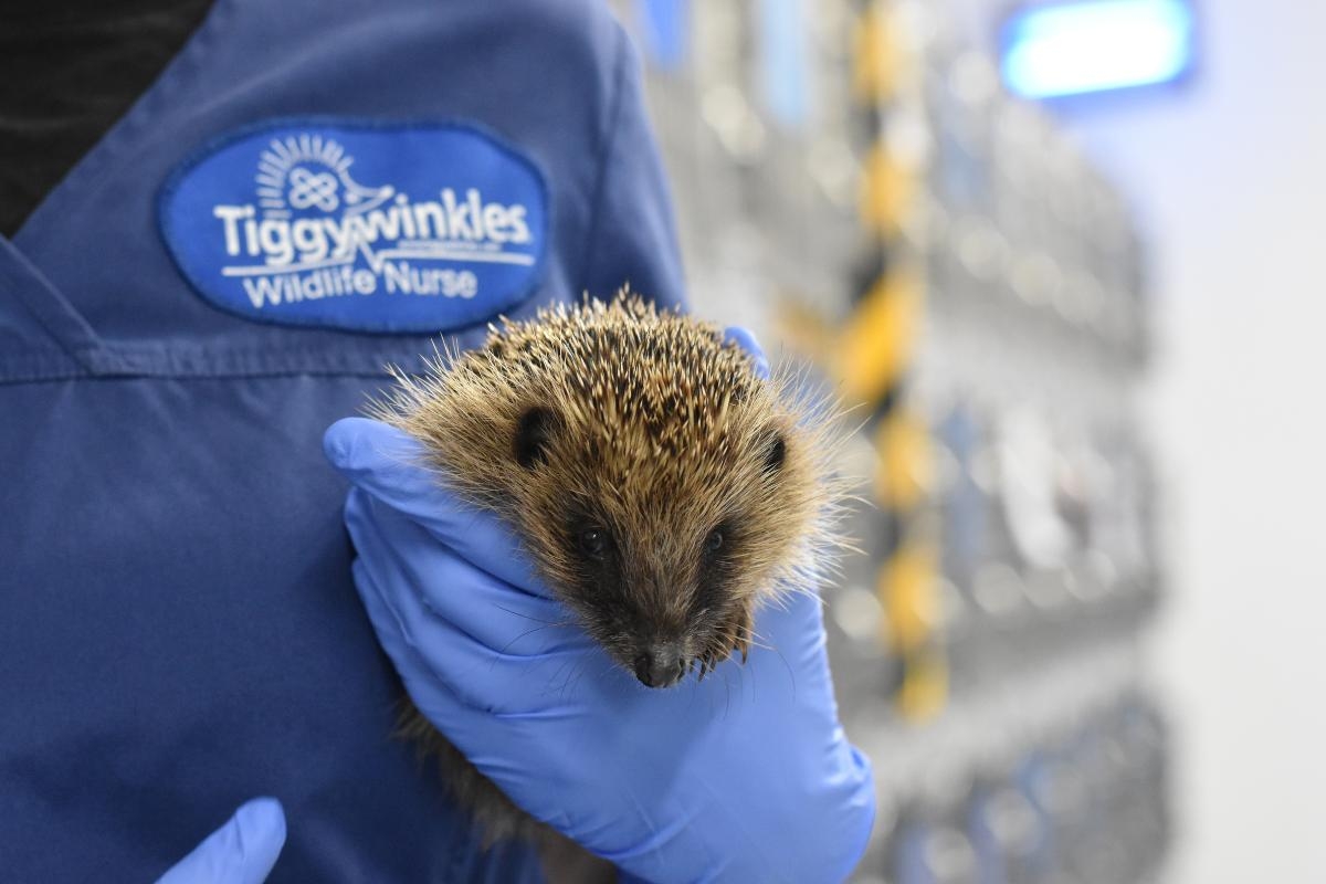 Cat's Life: Cumbrians urged to create garden havens as Hedgehog Awareness Week begins