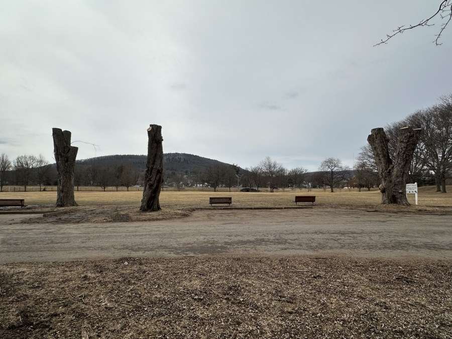 Trees removed in Denison Park due to rotting and safety concerns
