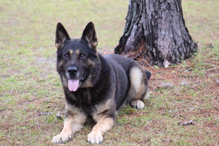Elmira police bring back K-9 program after receiving funding