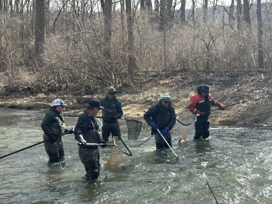 Electrofishing efforts help protect Rainbow Trout populations at Catharine Creek