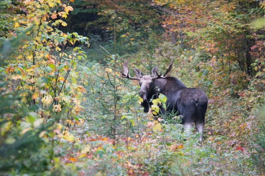 Vermonters look ahead to June 18 moose hunt application deadline