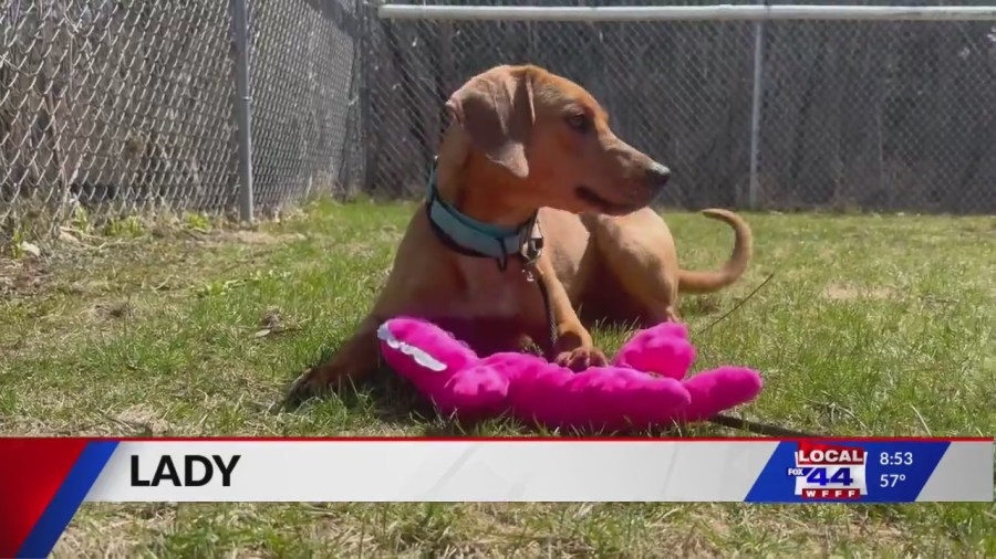 Purebred Pyrenees and a coonhound up for adoption