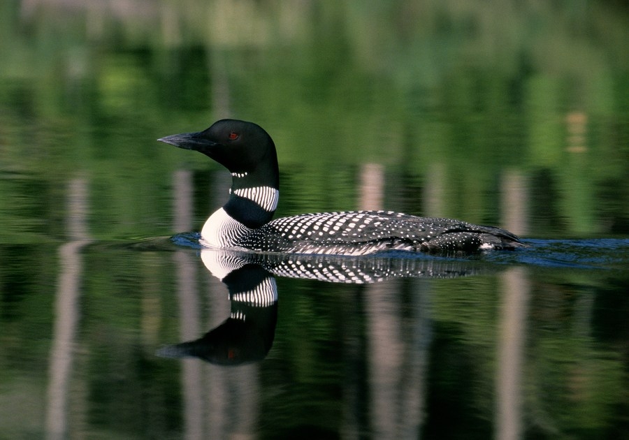 How to protect nesting loons and their chicks