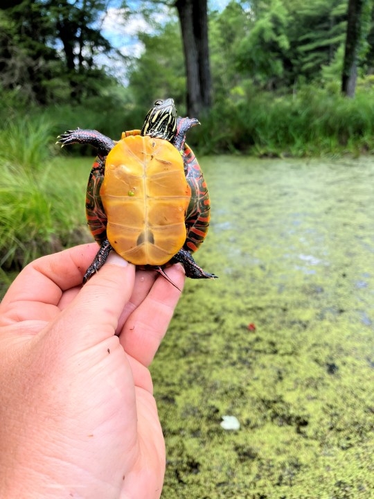 VT wildlife department warns against taking wild turtles