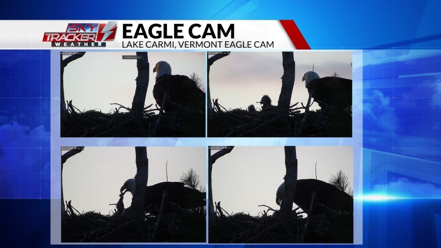 WATCH: Lake Carmi Eagle Cam was busy for breakfast!