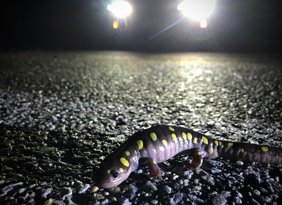 Why Vermont drivers should slow down for frogs and salamanders