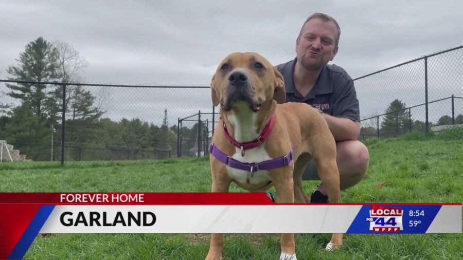 Gorgeous Garland is searching for a home all her own