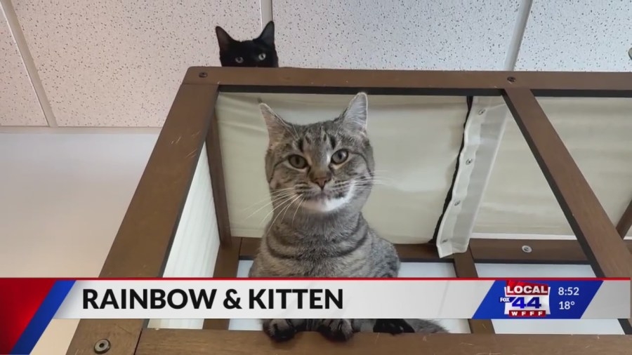 Sweet bonded cat duo looking for their ‘Forever Home'