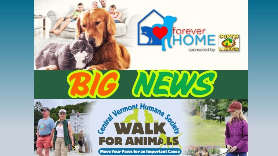 Exciting ‘Forever Home' announcement revealed!