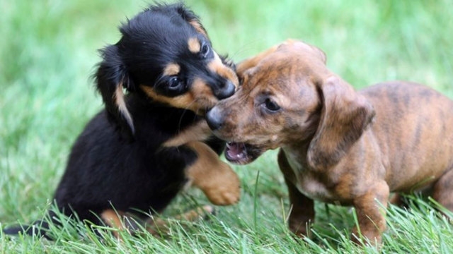 Windsor police rescue over 150 animals from hoarder house