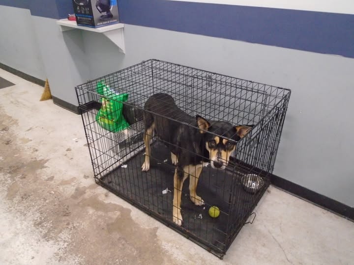 Burlington police seek owners of found dog