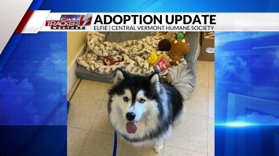 Happy adoption pup-dates and a new Pet Calendar event