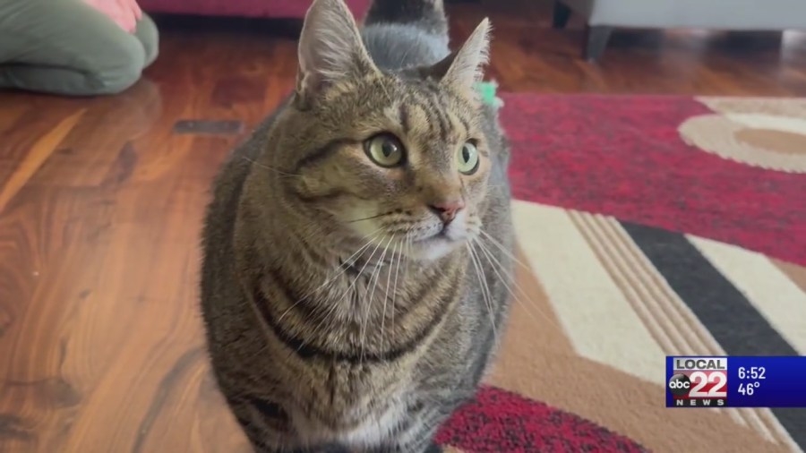 Adopt Bella: Super snuggler who loves her playtime