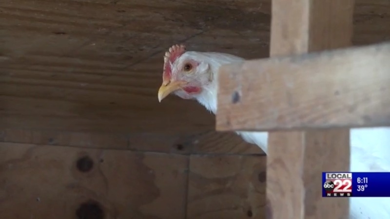 National chicken rental business brings birds to VT backyards